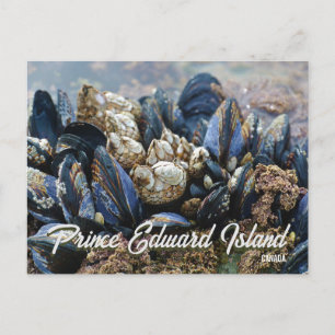 Prince Edward Island Kanada vykort Musslor