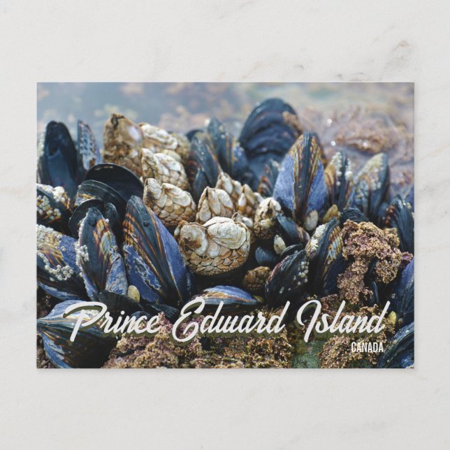 Prince Edward Island Kanada vykort Musslor (Framsida)