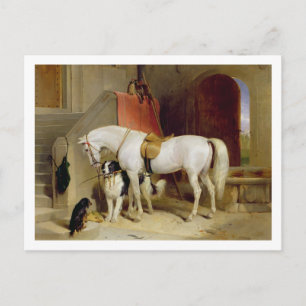Prince George's Favorites (olja på canvas) Vykort