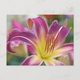 Prince of Lila - Daylily Vykort