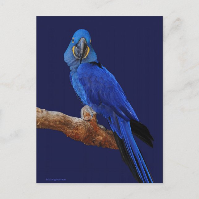 Prince of Parrots Vykort (Framsida)