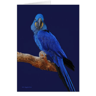 Princen av papegojor hälsningskort