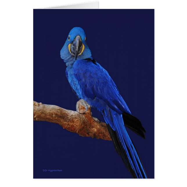 Princen av papegojor hälsningskort (Framsidan)