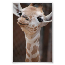 Princess 4X6 Print #1 Fototryck