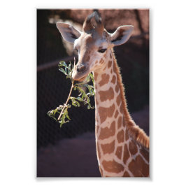 Princess 4X6 Print #2 Fototryck