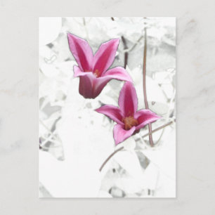 Princess Diana Clematis Vykort