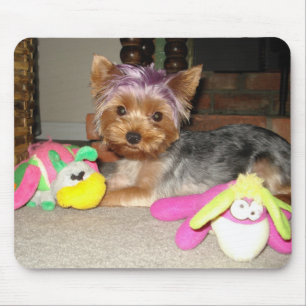 Princess för tekoppYorkie lilor Musmatta