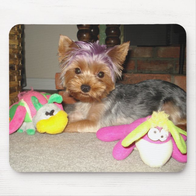 Princess för tekoppYorkie lilor Musmatta (Framsidan)