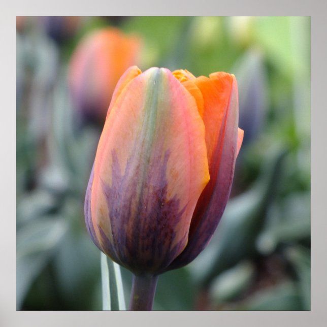 Princess Irene Tulip Poster (Framsidan)