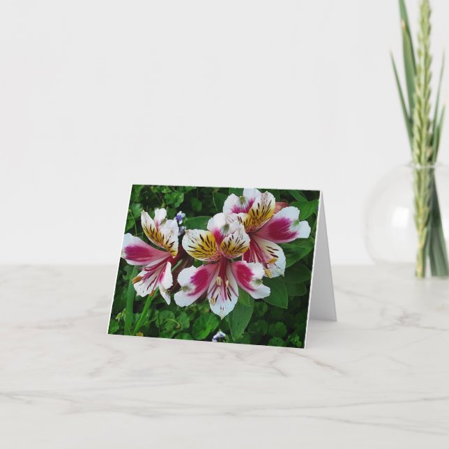 Princess lilies meddelande (Framsida)