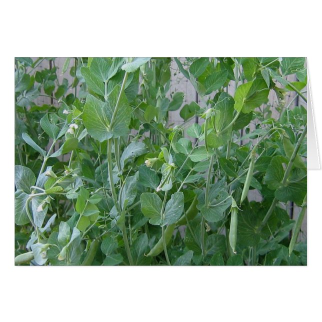 Princess och Pea Hälsningskort (Framsidan Horizontal)