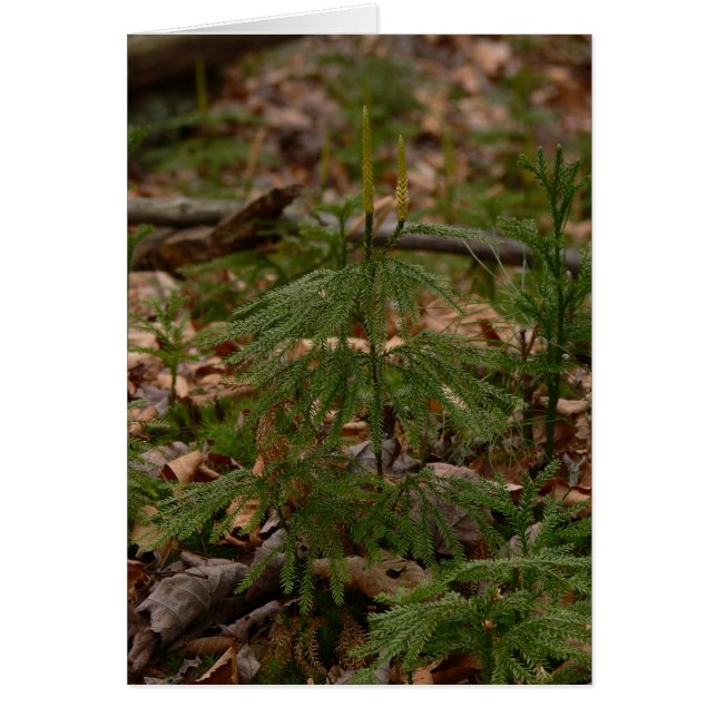 Princess Sörja Kort (Framsidan)