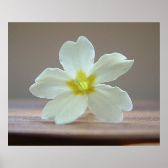 Prinrose Poster (Framsidan)