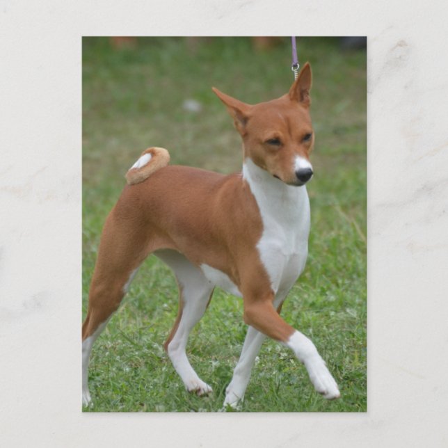 Prins Basenji Hund Vykort (Framsida)