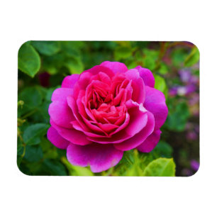 Prinsessan Anne Ro #1 Magnet