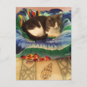 Prinsessan En Söt Liten Södra Ragamuffin Katt Vykort