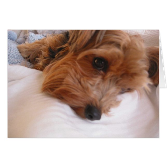 Priscilla Hälsningskort (Framsidan Horizontal)