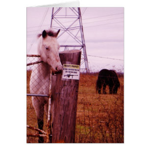 Private Egendom lavender Horse Hälsningskort