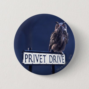 Privet Drive Knapp