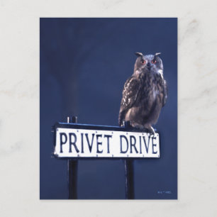 Privet Drive Vykort