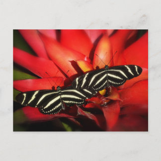 Problem med dubbla vykort