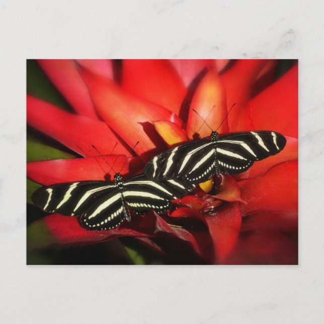 Problem med dubbla vykort (Framsida)