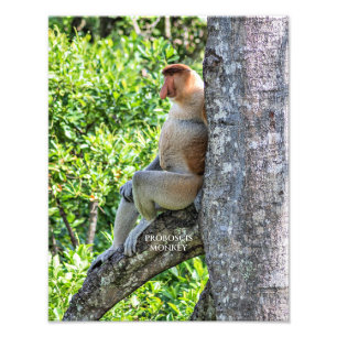 Proboscis Monkey Fototryck
