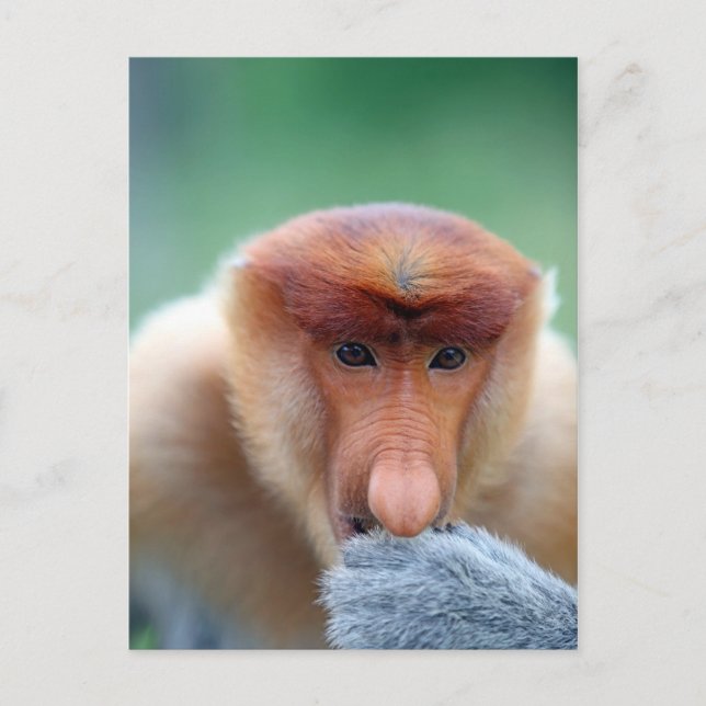 Proboscis Monkey i Borneo. Vykort (Framsida)