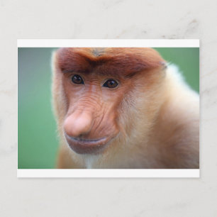 Proboscis monkey Labuk Bay Borneo Vykort