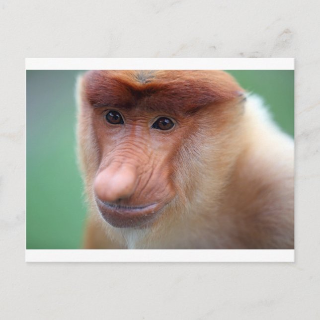 Proboscis monkey Labuk Bay Borneo Vykort (Framsida)