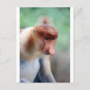 Proboscis monkey Labuk Bay Borneo Vykort