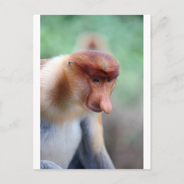 Proboscis monkey Labuk Bay Borneo Vykort (Framsida)