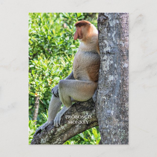 Proboscis Monkey Vykort (Framsida)