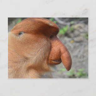 Proboscis Monkey Vykort