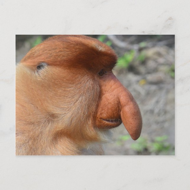Proboscis Monkey Vykort (Framsida)