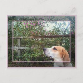 Procent av Vår Vykort