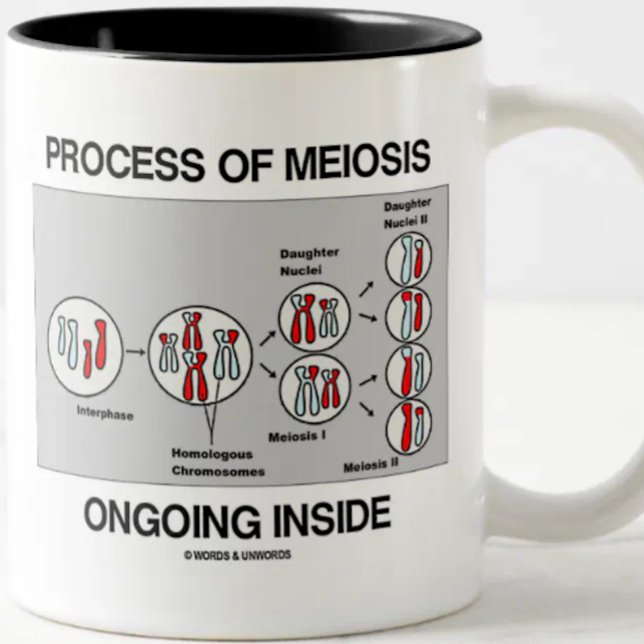 Processaa för Meios som pågår inåt Två-Tonad Mugg (Mug for any biology major, biology teacher, or cell biologist featuring the process of meiosis)