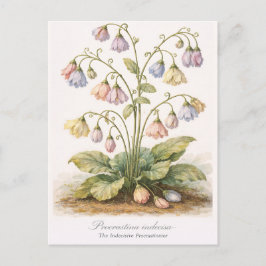 Procrastina indecisa The Indecisive Procrastinator Vykort