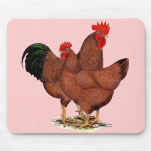 Production Red Chickens Musmatta