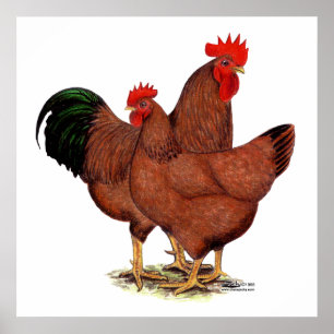 Production Red Chickens Poster