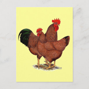 Production Red Chickens Vykort