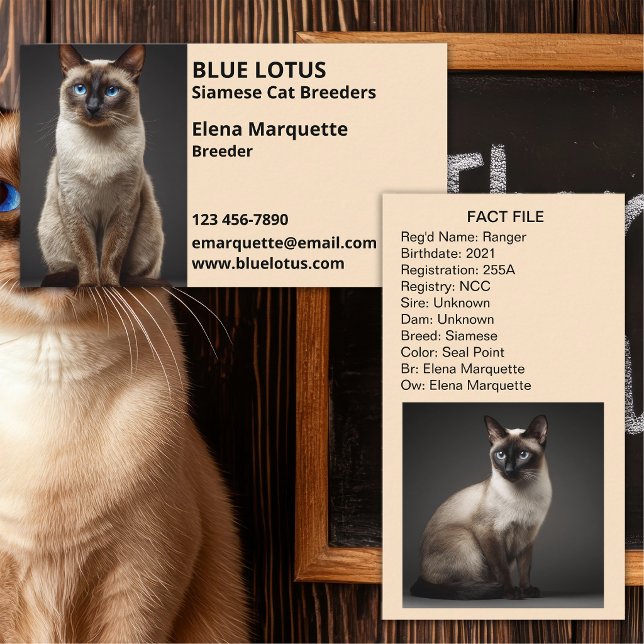 Professionell Katteri, Siamese Katt Uppfödare Visitkort (Skapare uppladdad)