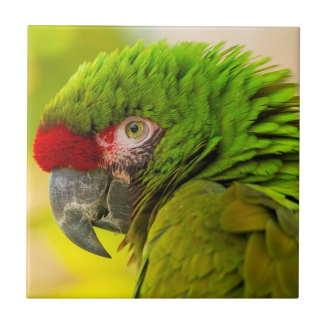 Profil av ara på Santa Barbara Zoo Kakelplatta (Framsidan)