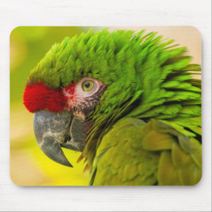 Profil av ara på Santa Barbara Zoo Musmatta
