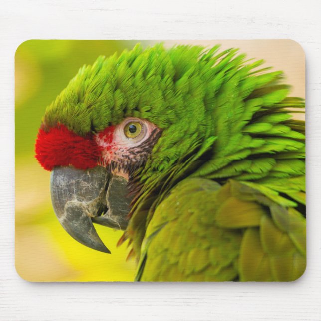 Profil av ara på Santa Barbara Zoo Musmatta (Framsidan)
