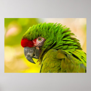 Profil av ara på Santa Barbara Zoo Poster