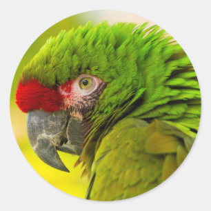 Profil av ara på Santa Barbara Zoo Runt Klistermärke