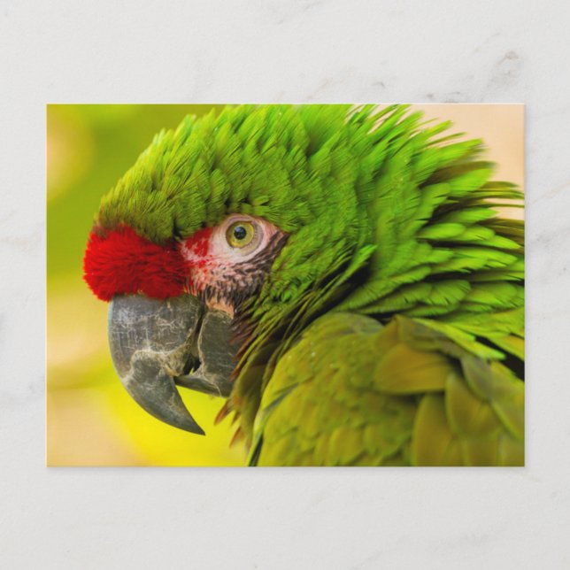 Profil av ara på Santa Barbara Zoo Vykort (Framsida)