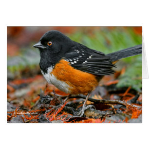 Profil av en fläckig törnskrika (Pipilo maculatus) Hälsningskort