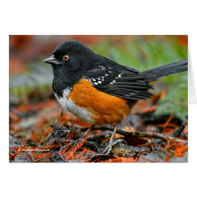 Profil av en fläckig törnskrika (Pipilo maculatus) Hälsningskort (Framsidan Horizontal)